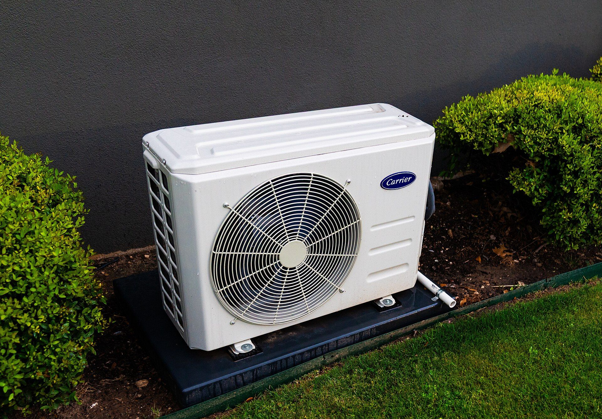 A white mini-split outdoor unit on a dark pad against a gray wall, between two trimmed shrubs.